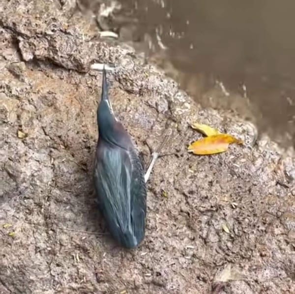 Burung tangkap ikan